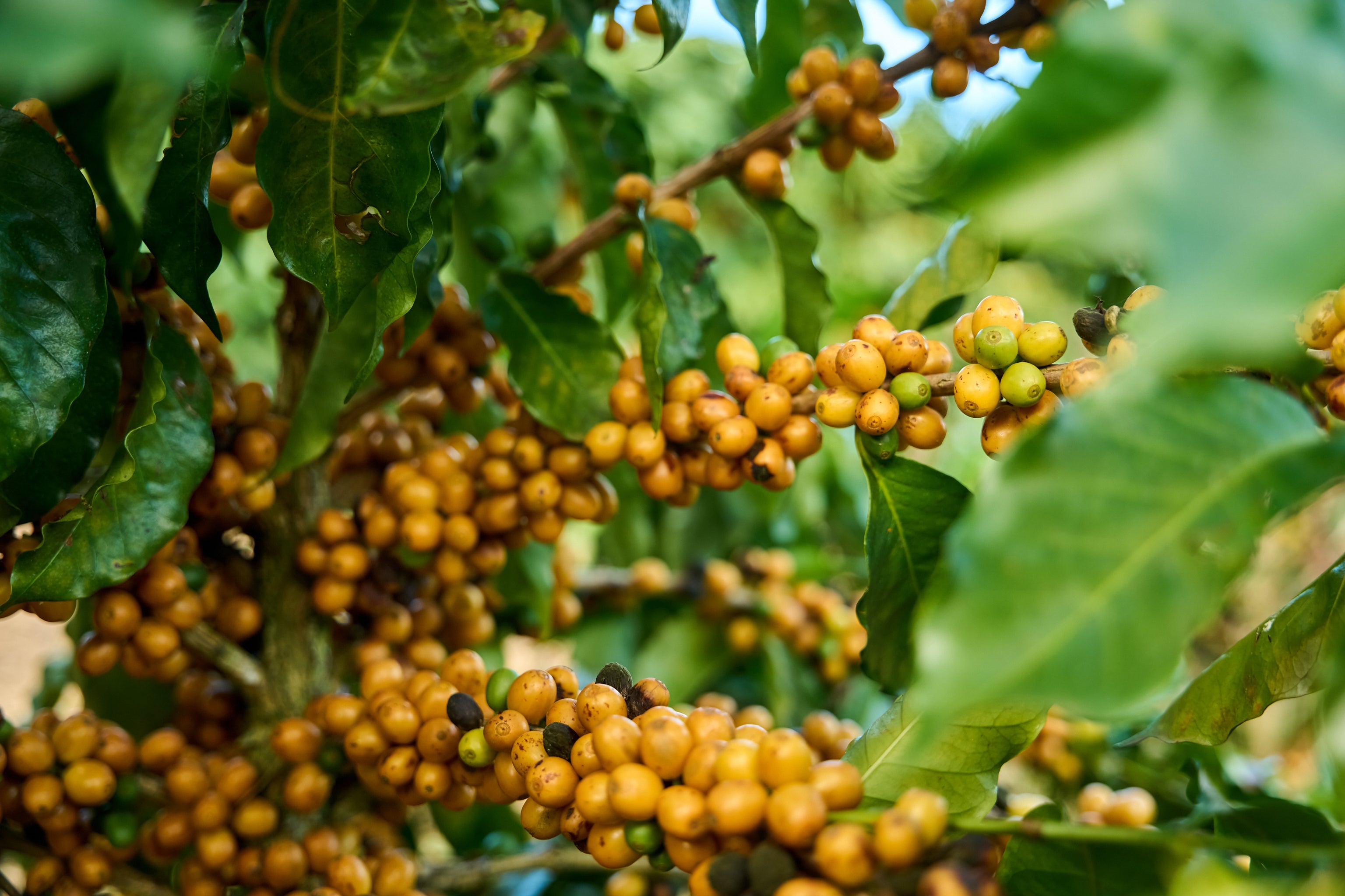 The Fruit Behind Your Favorite Brew