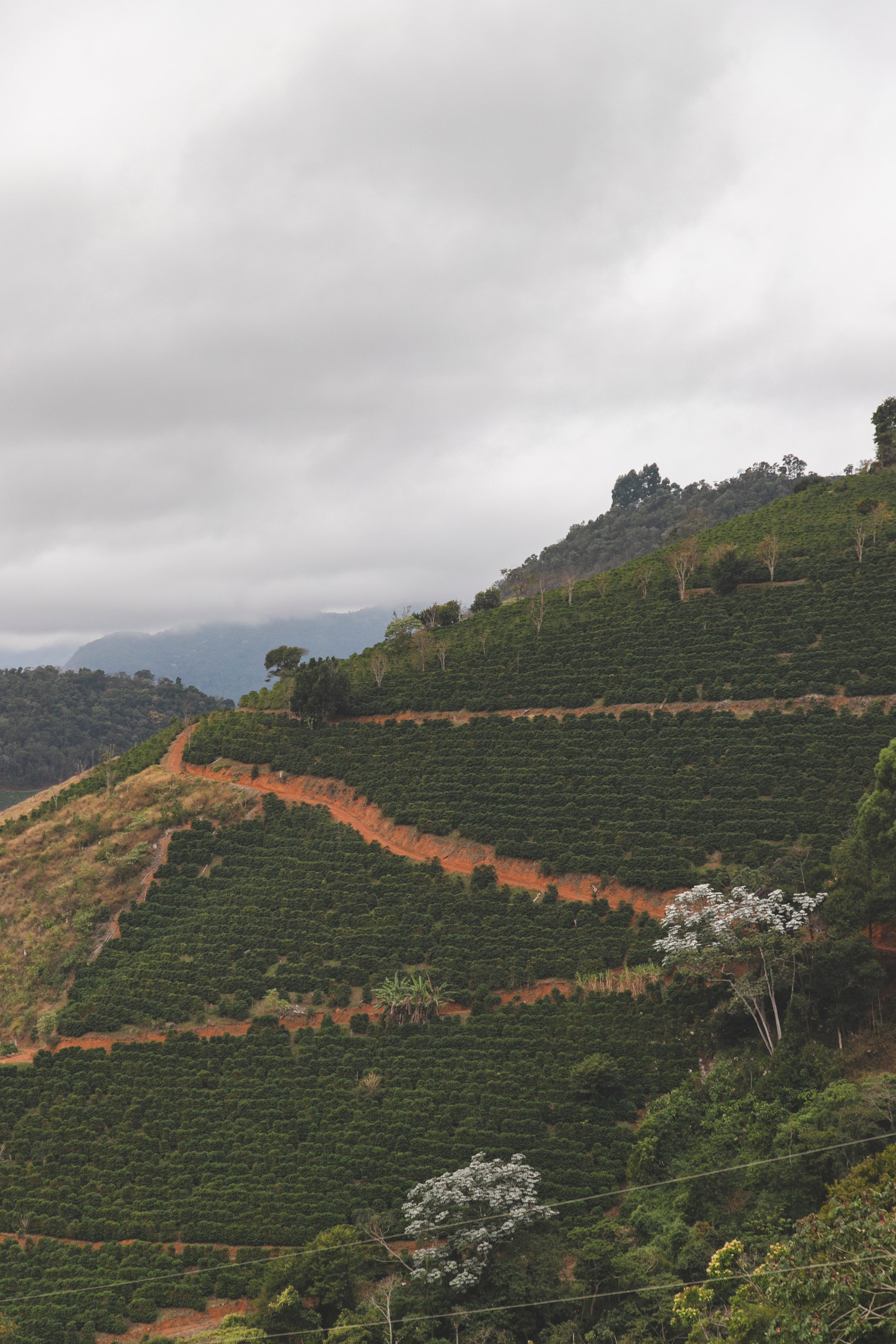 The Importance of Terroir in Coffee